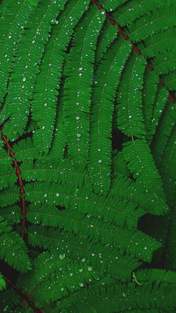 fern, drops, dew Wallpaper 640x1136