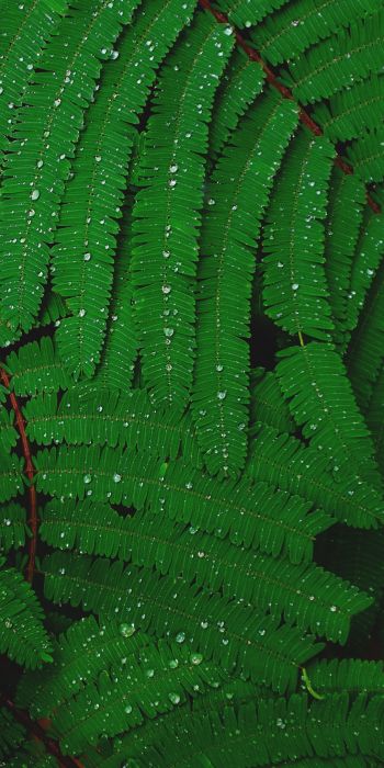 fern, drops, dew Wallpaper 720x1440