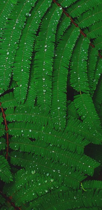 fern, drops, dew Wallpaper 1080x2220