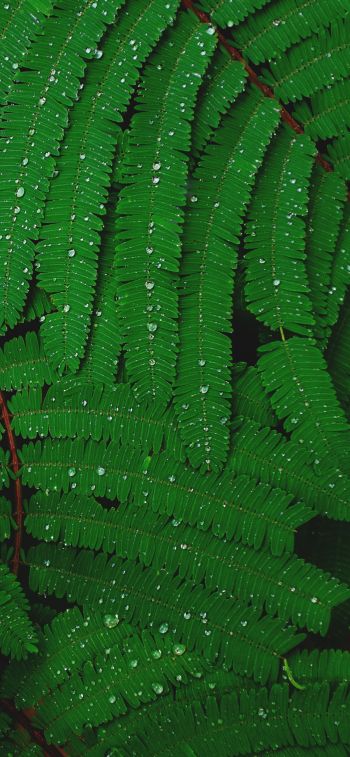 fern, drops, dew Wallpaper 1284x2778