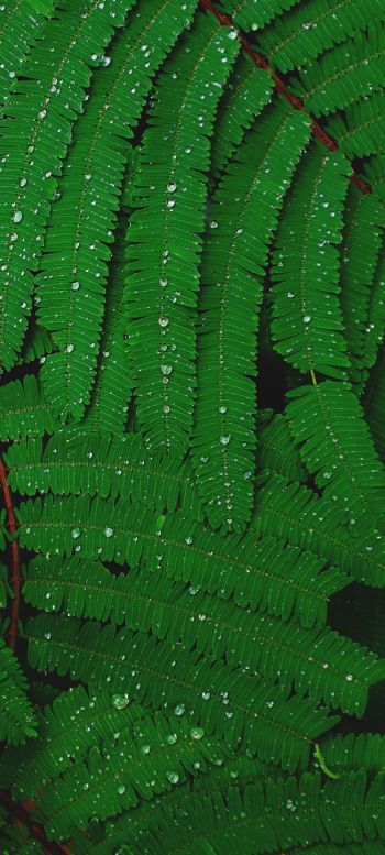 fern, drops, dew Wallpaper 1440x3200