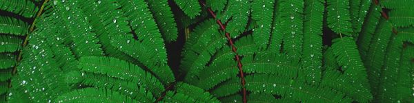 fern, drops, dew Wallpaper 1590x400