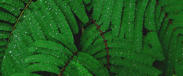 fern, drops, dew Wallpaper 3440x1440