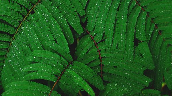 fern, drops, dew Wallpaper 2048x1152