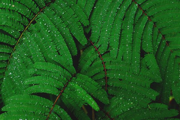 fern, drops, dew Wallpaper 4896x3264