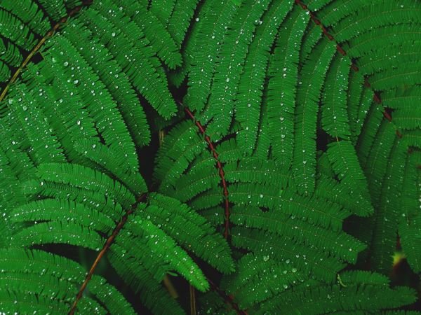 fern, drops, dew Wallpaper 800x600