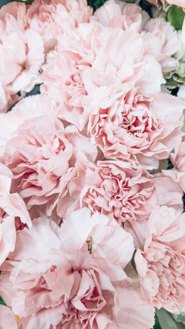 peony, bouquet, pink Wallpaper 2250x4000