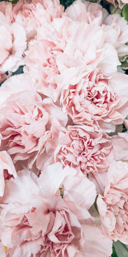 peony, bouquet, pink Wallpaper 720x1440