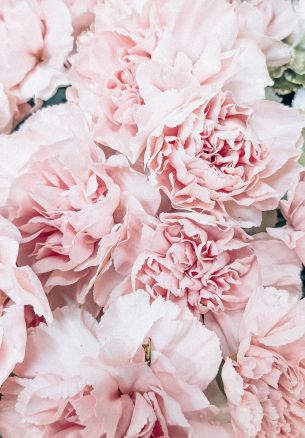 peony, bouquet, pink Wallpaper 1640x2360