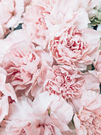 peony, bouquet, pink Wallpaper 1668x2224
