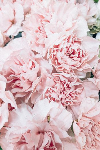 peony, bouquet, pink Wallpaper 640x960