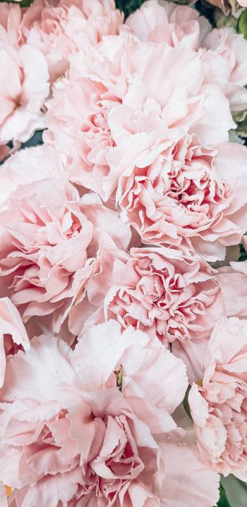 peony, bouquet, pink Wallpaper 1440x2960