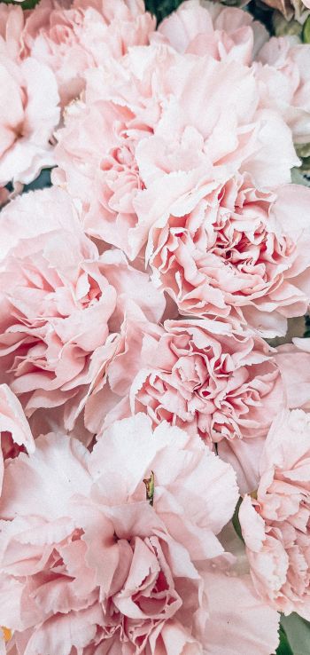 peony, bouquet, pink Wallpaper 1080x2280