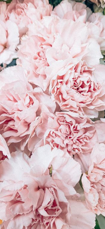 peony, bouquet, pink Wallpaper 1080x2340