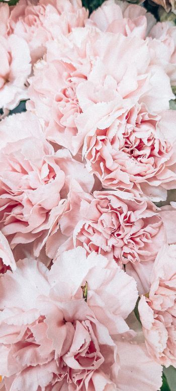 peony, bouquet, pink Wallpaper 1440x3200