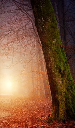 forest, path, fog Wallpaper 600x1024