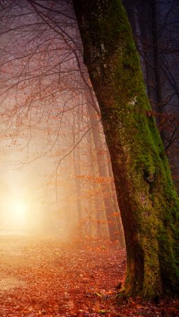 forest, path, fog Wallpaper 640x1136