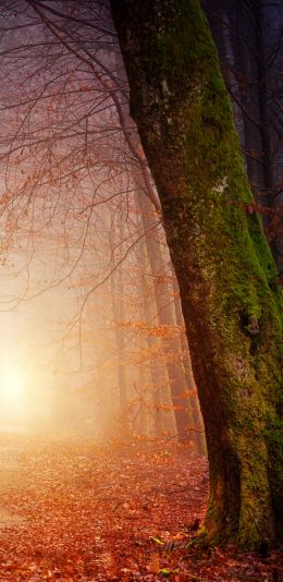 forest, path, fog Wallpaper 1080x2220