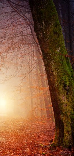 forest, path, fog Wallpaper 1440x3040