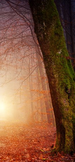 forest, path, fog Wallpaper 1125x2436