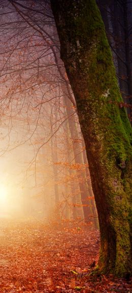 forest, path, fog Wallpaper 1440x3200