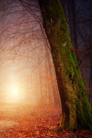 forest, path, fog Wallpaper 640x960