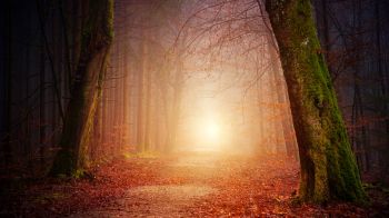 forest, path, fog Wallpaper 1280x720