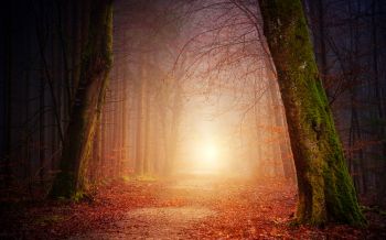 forest, path, fog Wallpaper 2560x1600