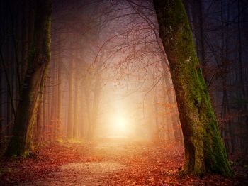 forest, path, fog Wallpaper 1024x768