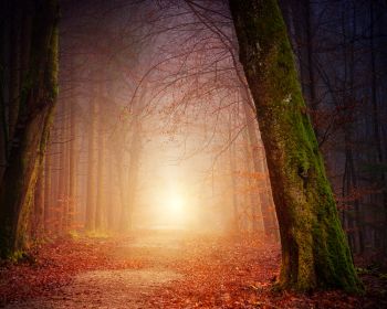 forest, path, fog Wallpaper 1280x1024