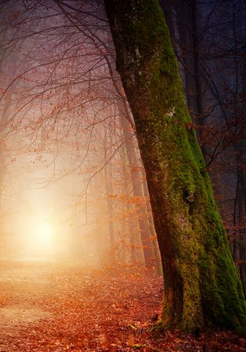 forest, path, fog Wallpaper 1668x2388