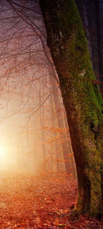 forest, path, fog Wallpaper 1440x3200