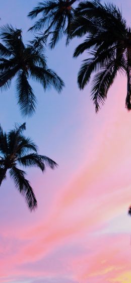palm trees, pink sky Wallpaper 1284x2778