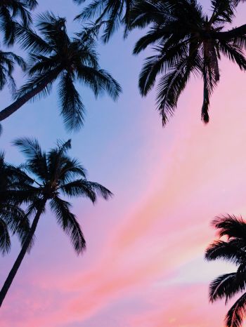 palm trees, pink sky Wallpaper 2048x2732