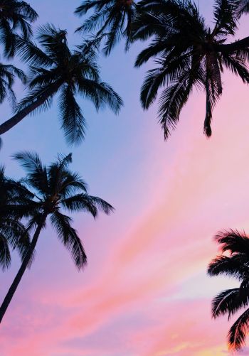 palm trees, pink sky Wallpaper 1668x2388