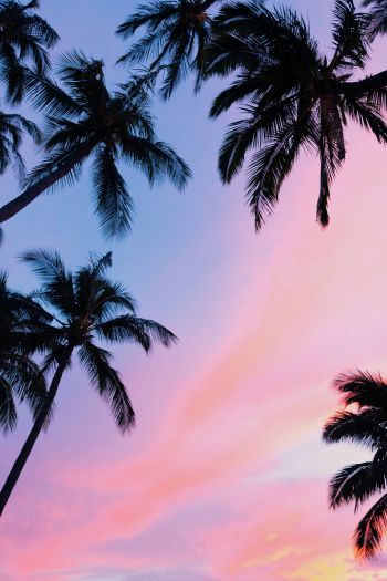 palm trees, pink sky Wallpaper 640x960