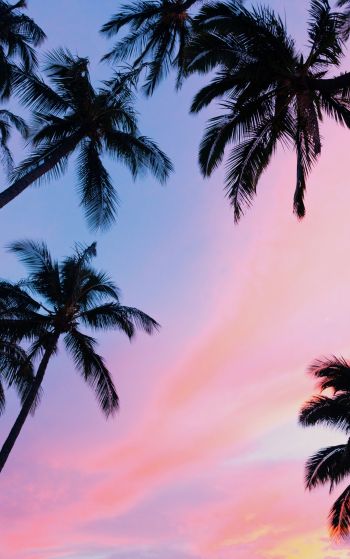 palm trees, pink sky Wallpaper 1752x2800