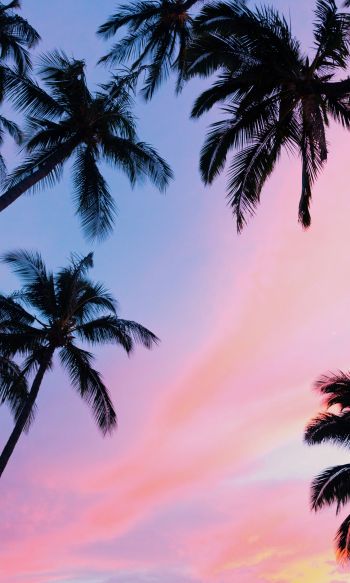 palm trees, pink sky Wallpaper 1200x2000