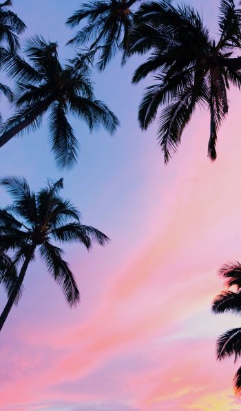 palm trees, pink sky Wallpaper 600x1024