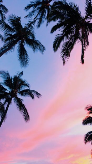Обои 640x1136 пальмы, розовое небо