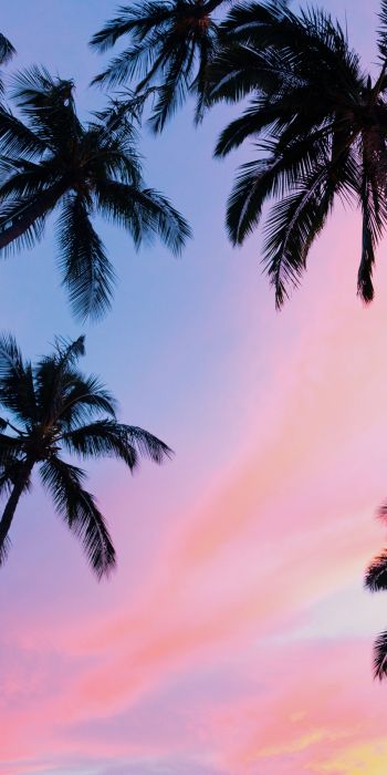 palm trees, pink sky Wallpaper 720x1440