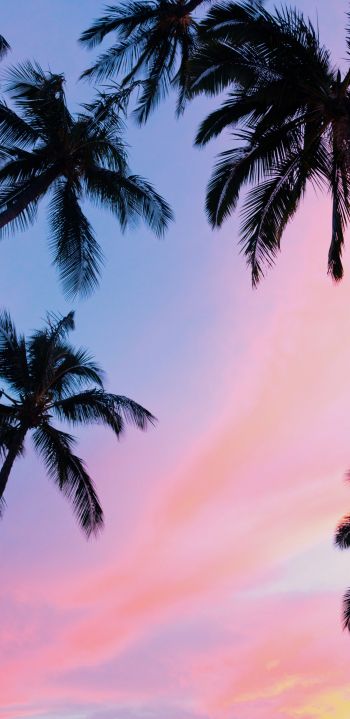palm trees, pink sky Wallpaper 1440x2960