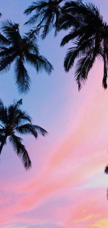 palm trees, pink sky Wallpaper 1080x2280