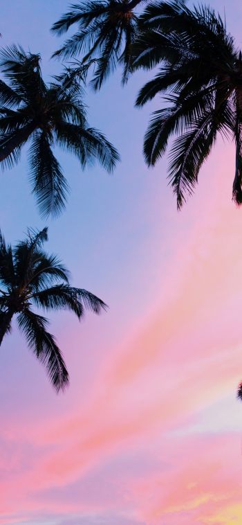 palm trees, pink sky Wallpaper 1080x2340