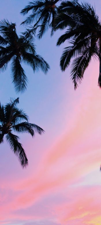 palm trees, pink sky Wallpaper 1080x2400