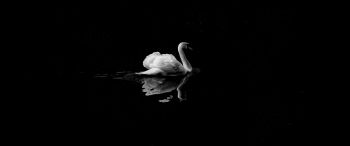 swan, lake, black and white Wallpaper 3440x1440
