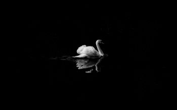 swan, lake, black and white Wallpaper 1920x1200