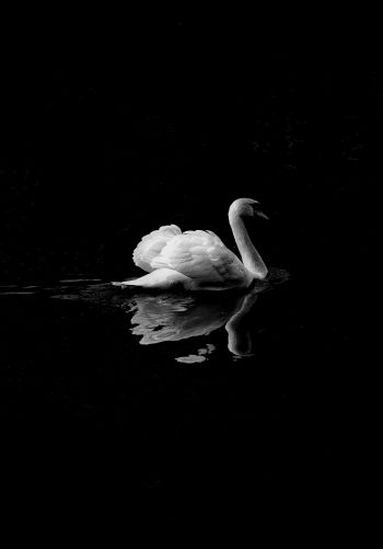 swan, lake, black and white Wallpaper 1668x2388
