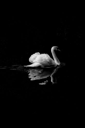 swan, lake, black and white Wallpaper 640x960