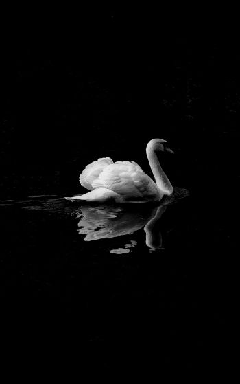 swan, lake, black and white Wallpaper 1752x2800